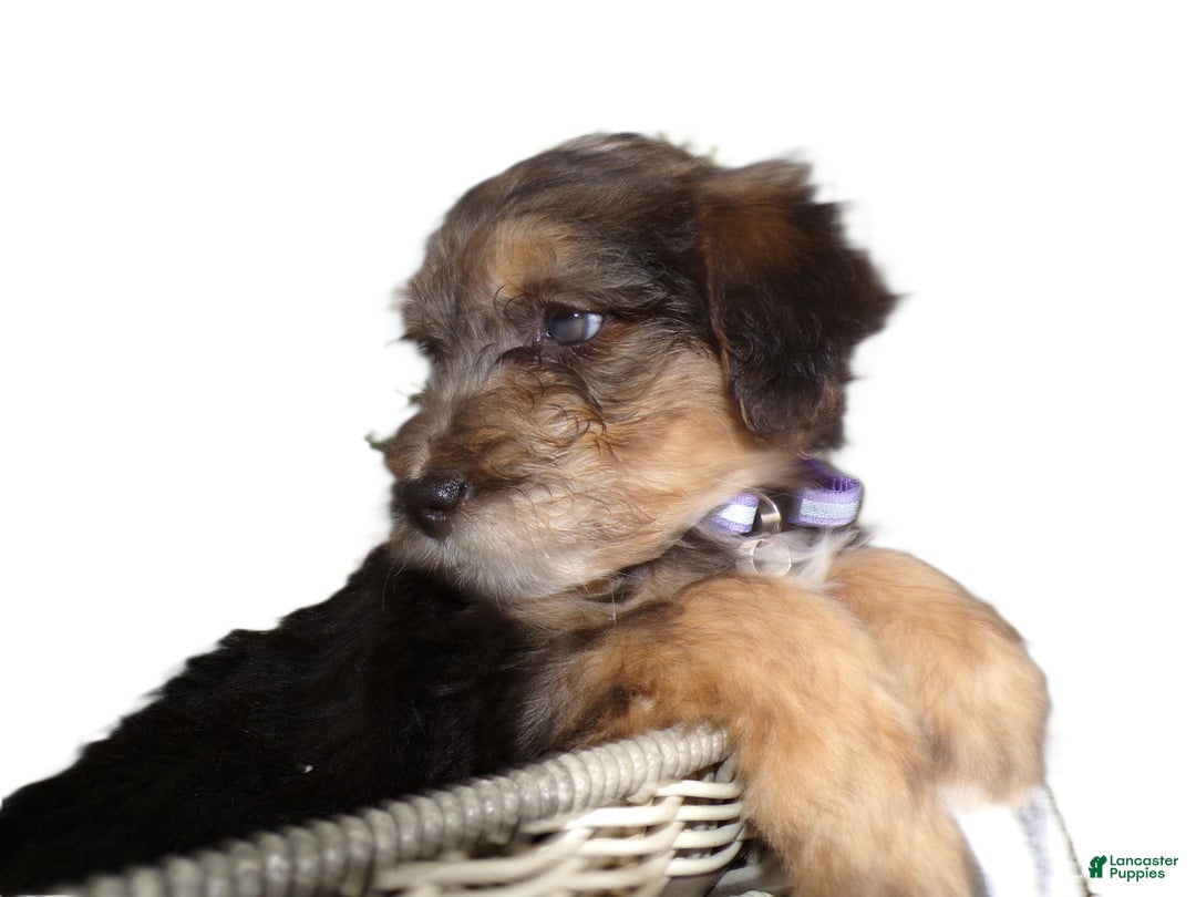 Mini Aussiedoodle dogs for sale: Mini Aussie-doodle Puppy 2 Margie - Ad 2