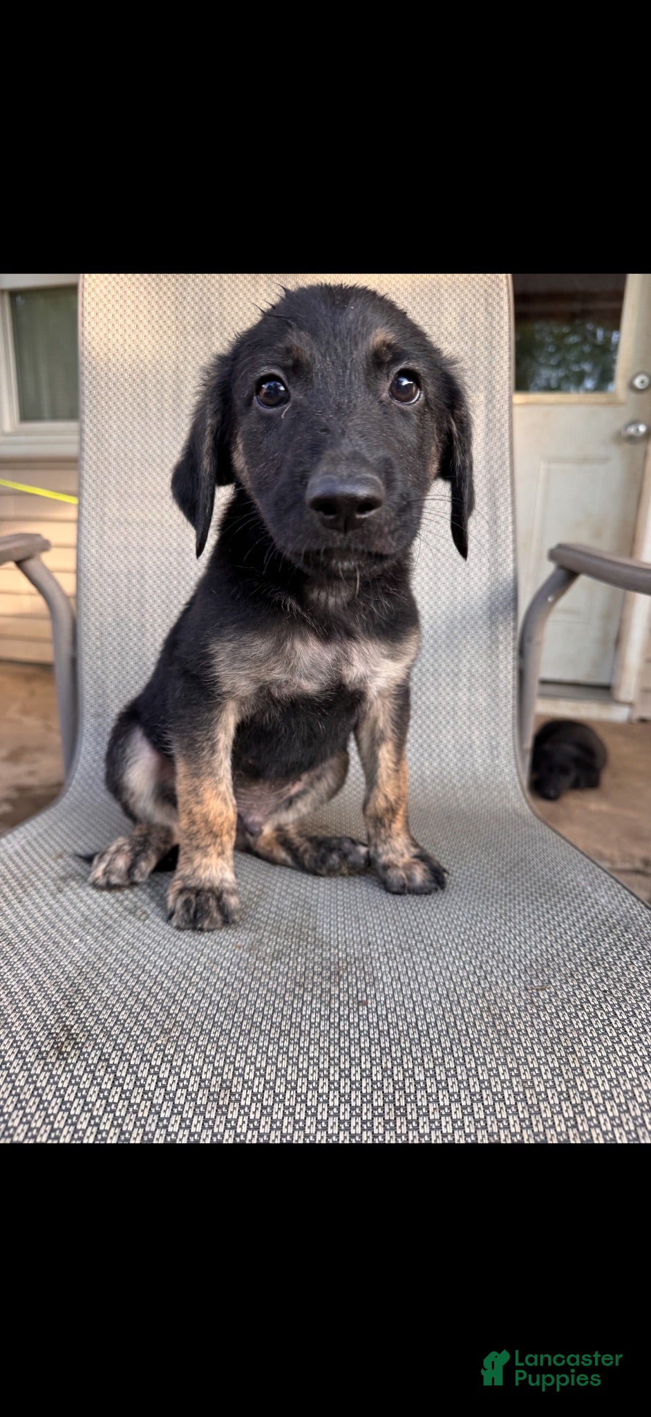 Mixed Breed dogs Mixed Breed 1 - Ad 22