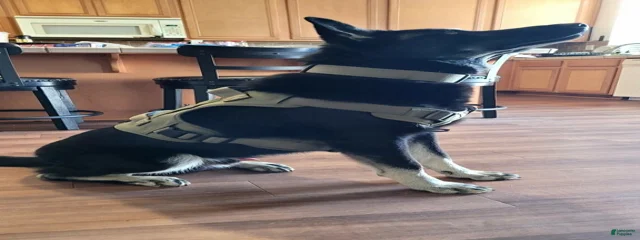 Tango