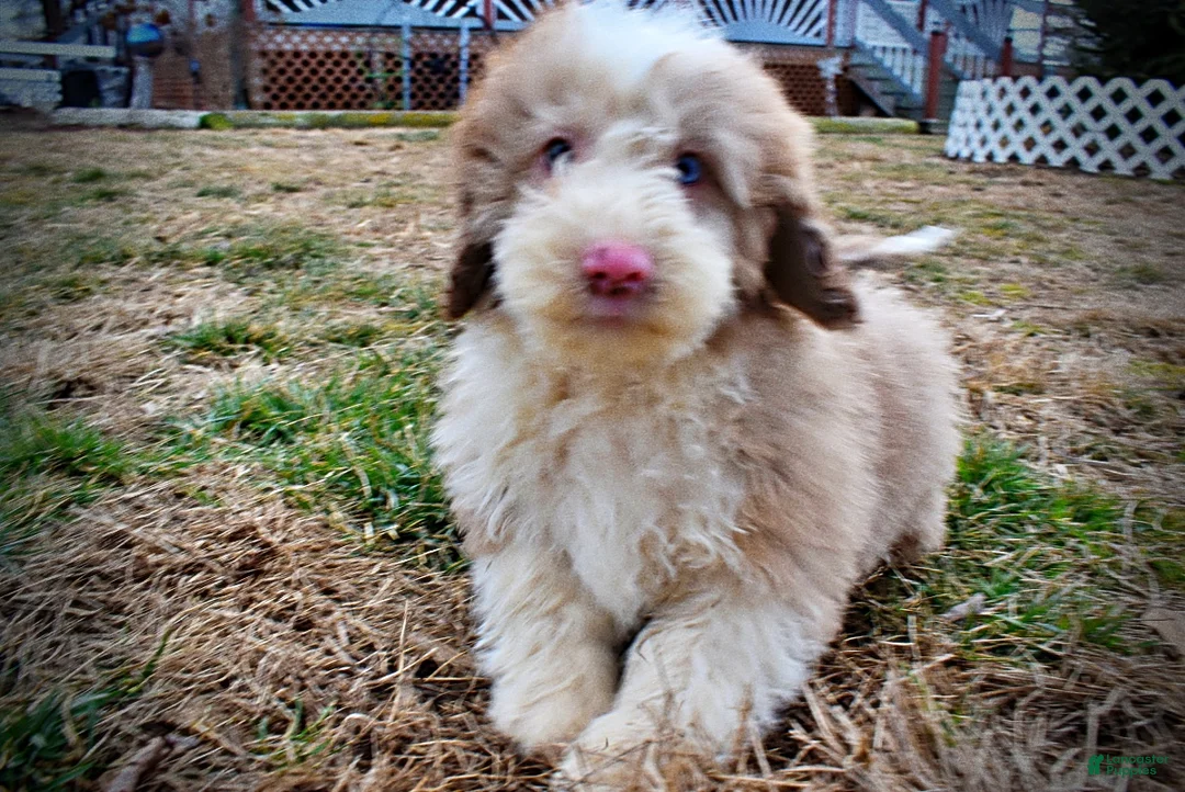 Havapoo dogs for sale: Webster - Ad 23