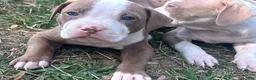 American Bully dogs for sale: American Bully Puppy 2 - Ad 3