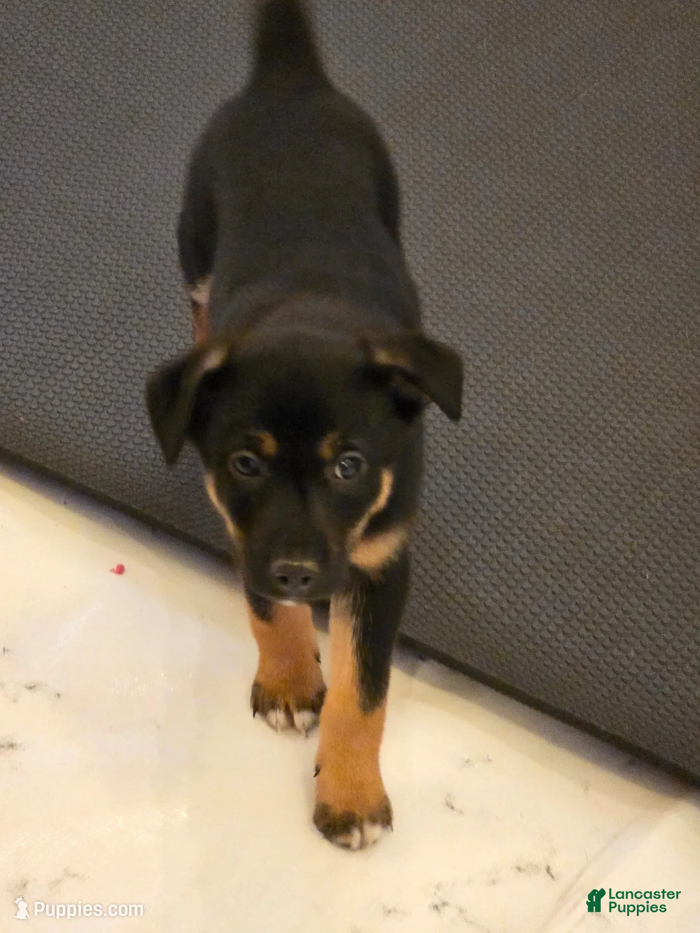 Jack Russell Terrier dogs Roman - Ad 41