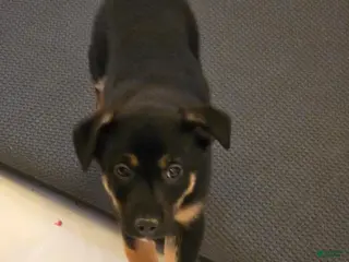 Jack Russell Terrier dogs Roman - Ad 41