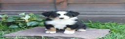 Australian Shepherd dogs for sale: Maverick - Ad 1