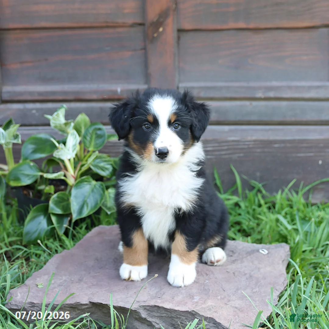 Australian Shepherd dogs for sale: Maverick - Ad 1
