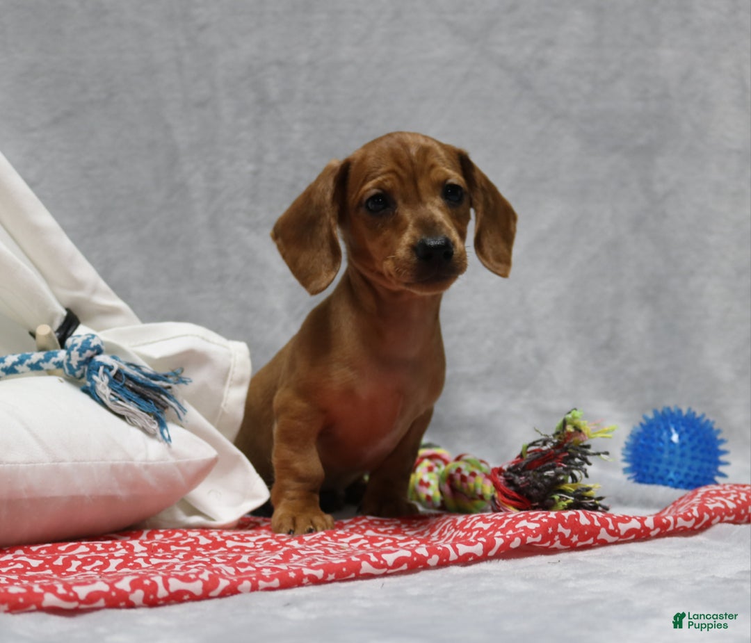 Miniature Dachshund dogs for sale: Peanut - Ad 3