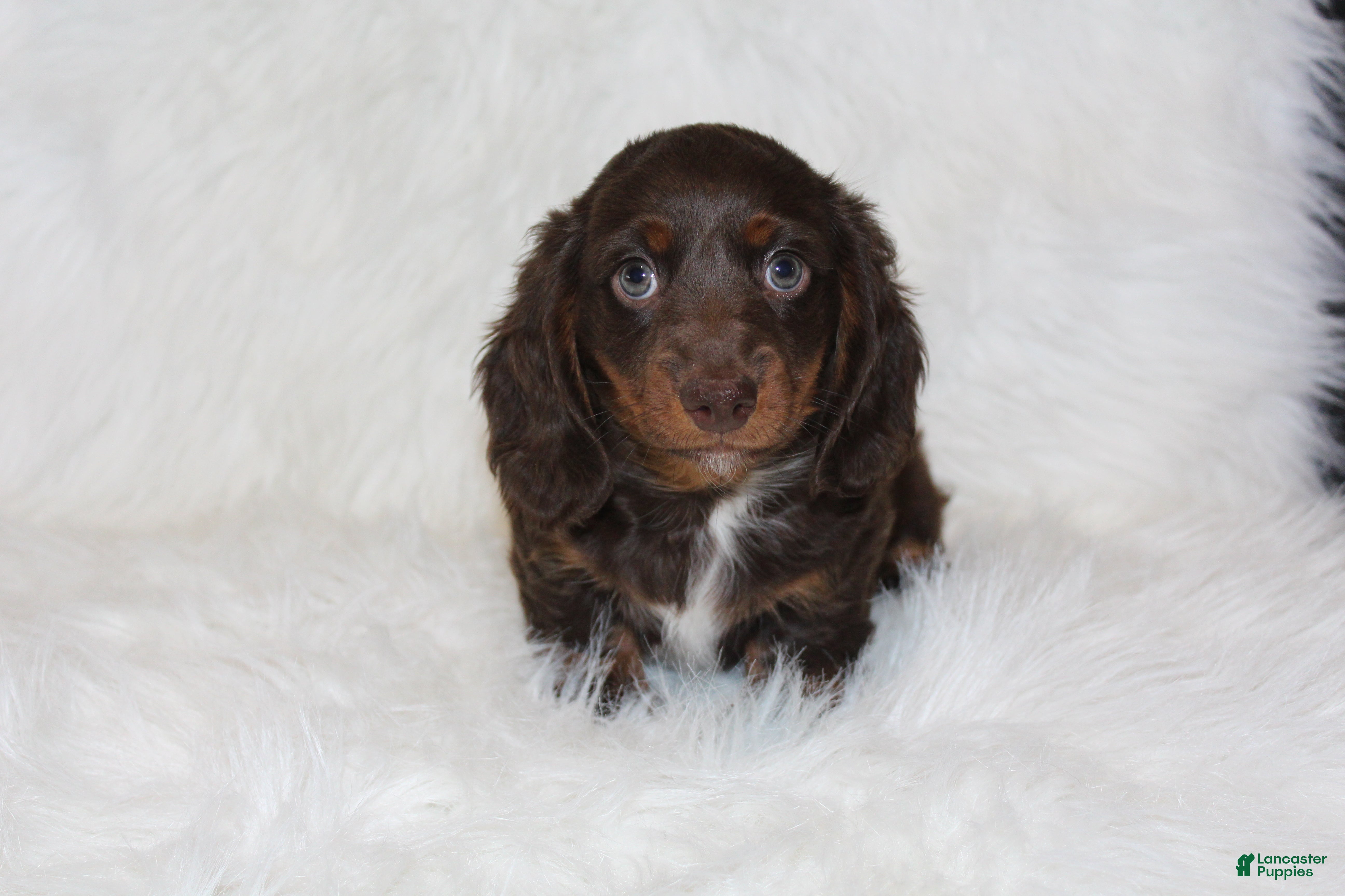 Miniature Dachshund dogs Coco - Ad 1