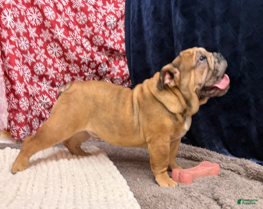English Bulldog dogs for sale: Nikki - Ad 3