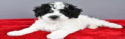 Cockapoo dogs for sale: Milo - Ad 3