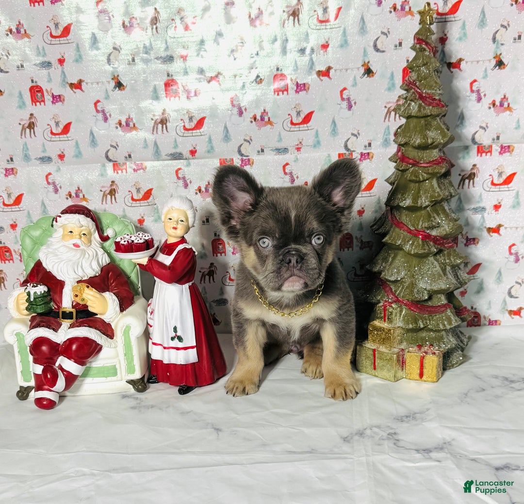 French Bulldog dogs for sale: Jack  - Ad 1