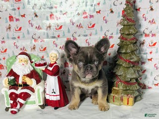 French Bulldog dogs Jack - Ad 2