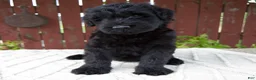 Giant Schnauzer dogs for sale: Tucker - Ad 7