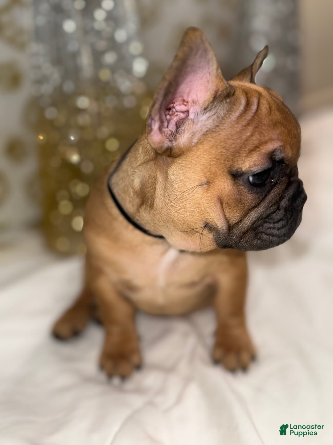 French Bulldog dogs for sale: Black Widow - Ad 4