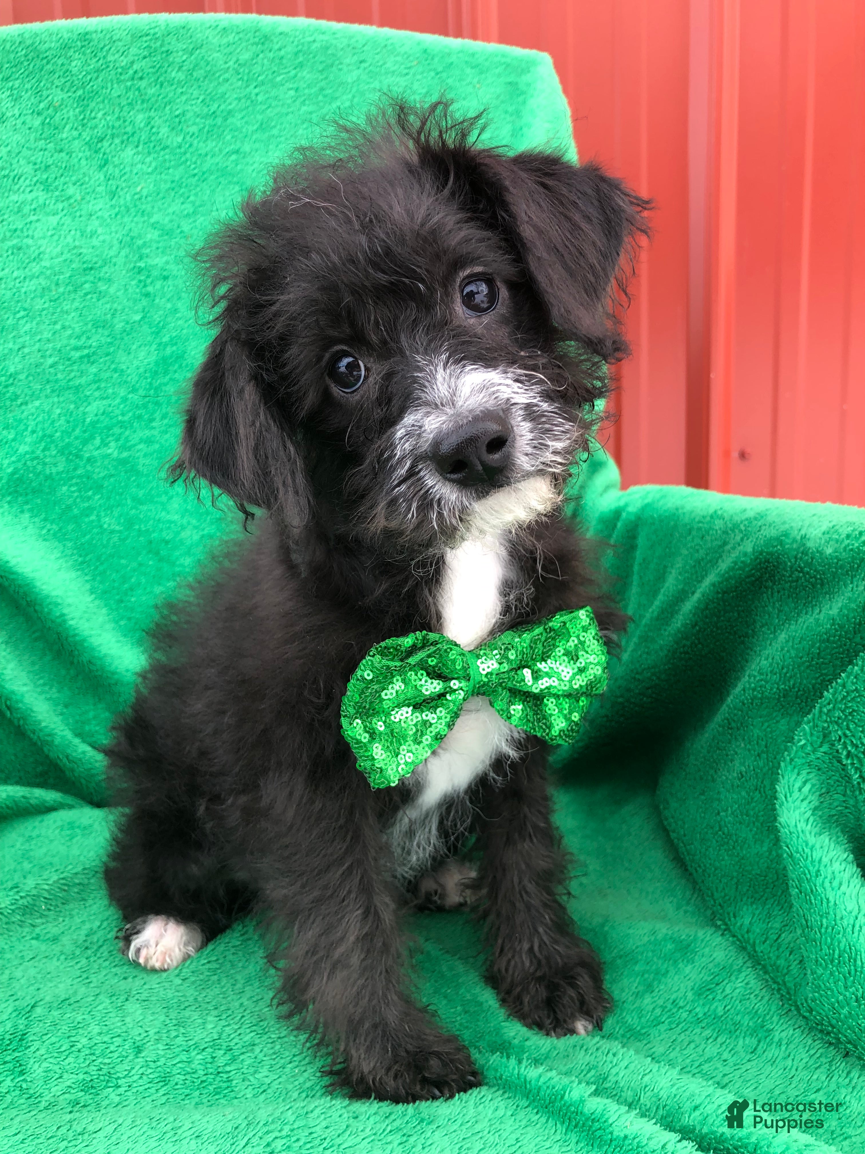 Mixed Breed dogs Tucker - Ad 19