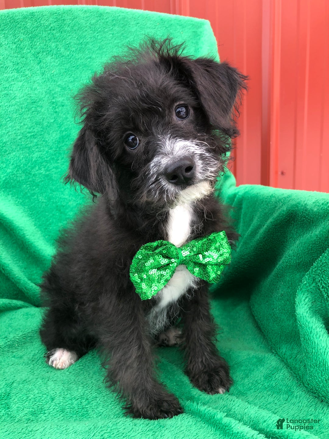 Mixed Breed dogs for sale: Tucker - Ad 1