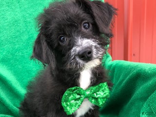 Mixed Breed dogs Tucker - Ad 19