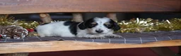 Dachshund dogs for sale: Snowflake - Ad 5