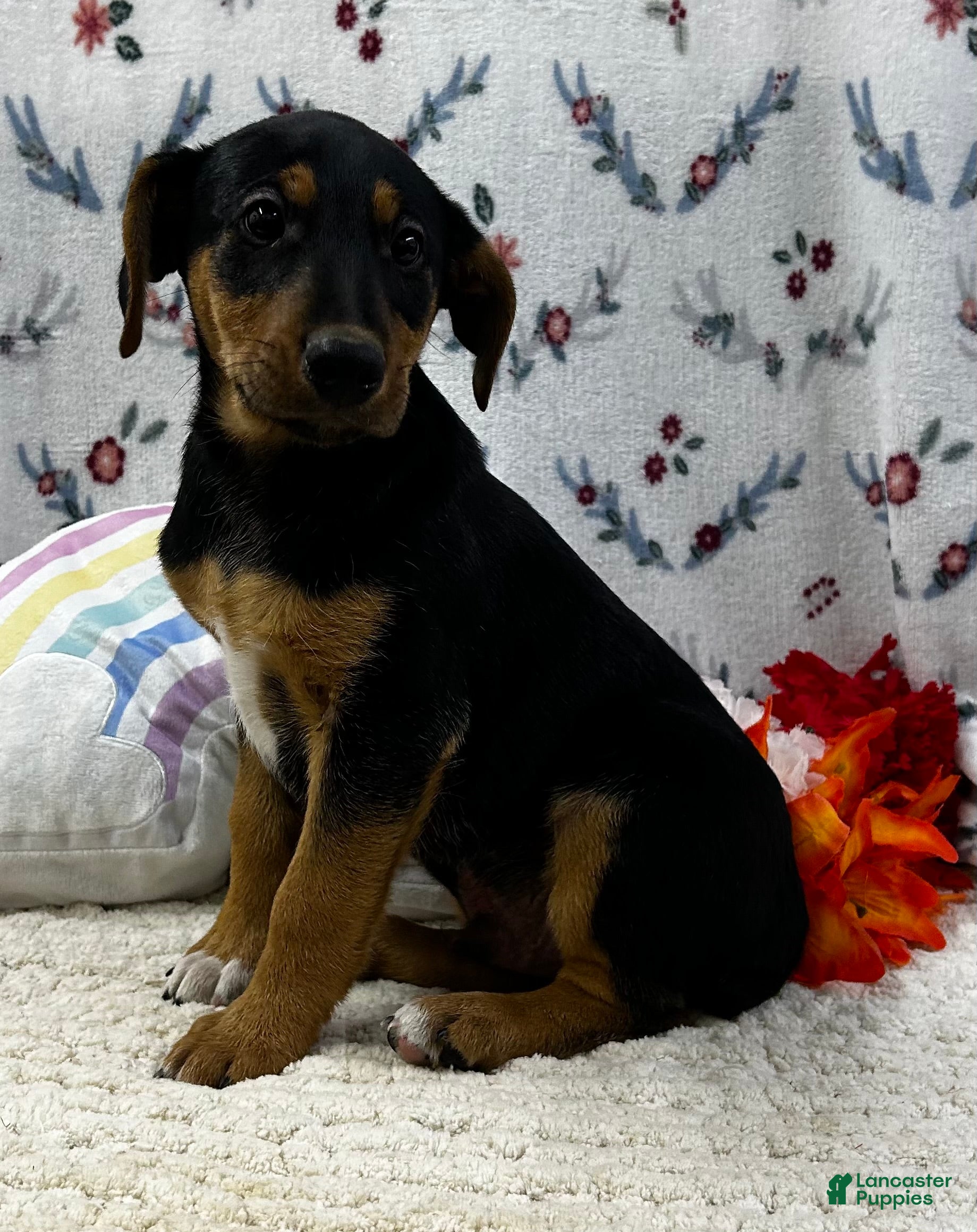 Airedale Terrier dogs Airedale Terrier Puppy 1 - Ad 2
