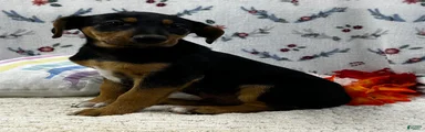 Airedale Terrier Puppy 1