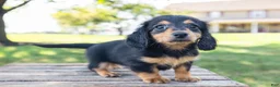 Miniature Dachshund dogs for sale: Diva - Ad 5
