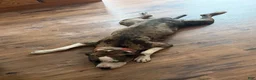 Mixed Breed dogs for sale: Mixed Breed 3 - Ad 2