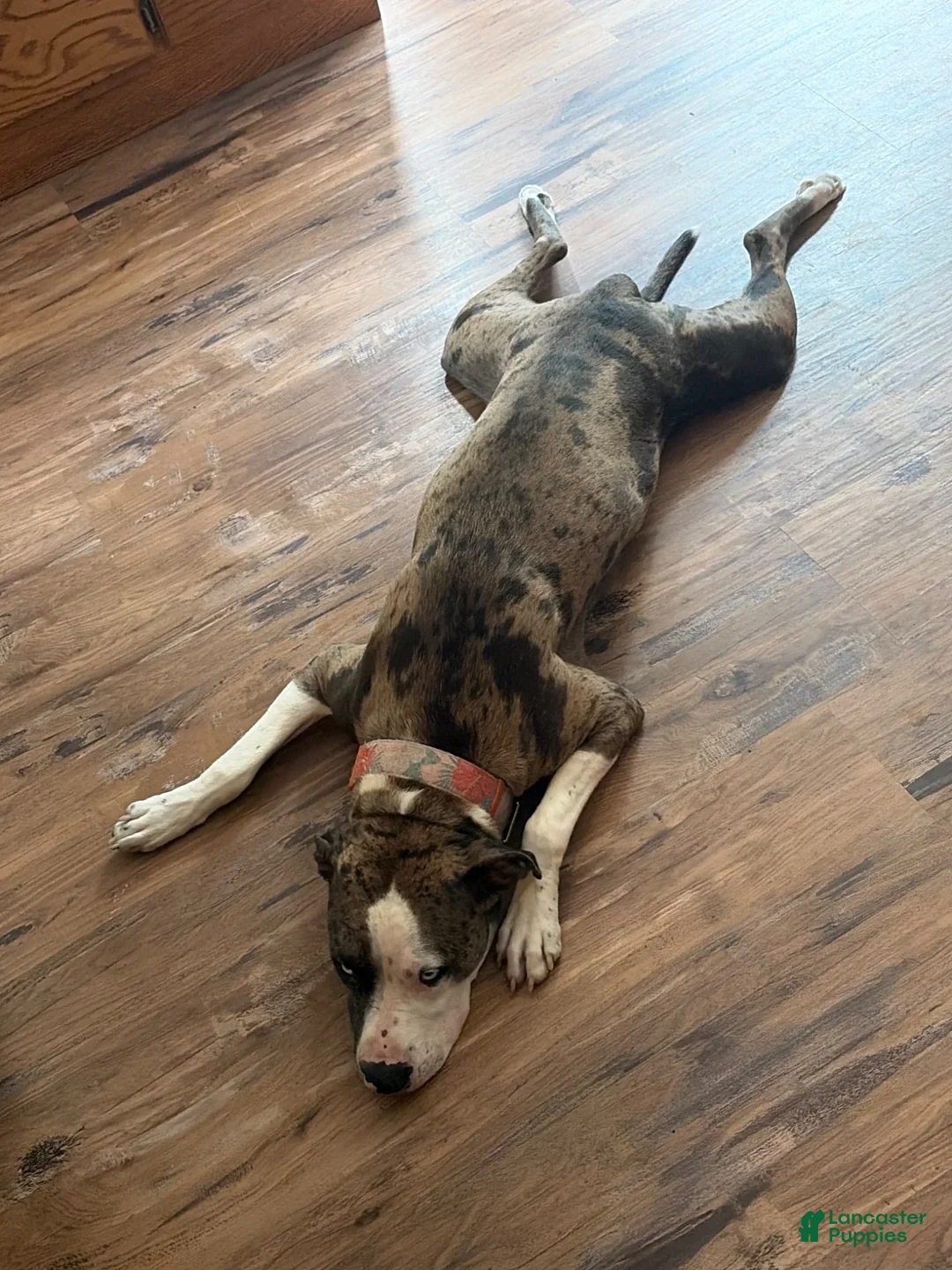 Mixed Breed dogs for sale: Mixed Breed 3 - Ad 2