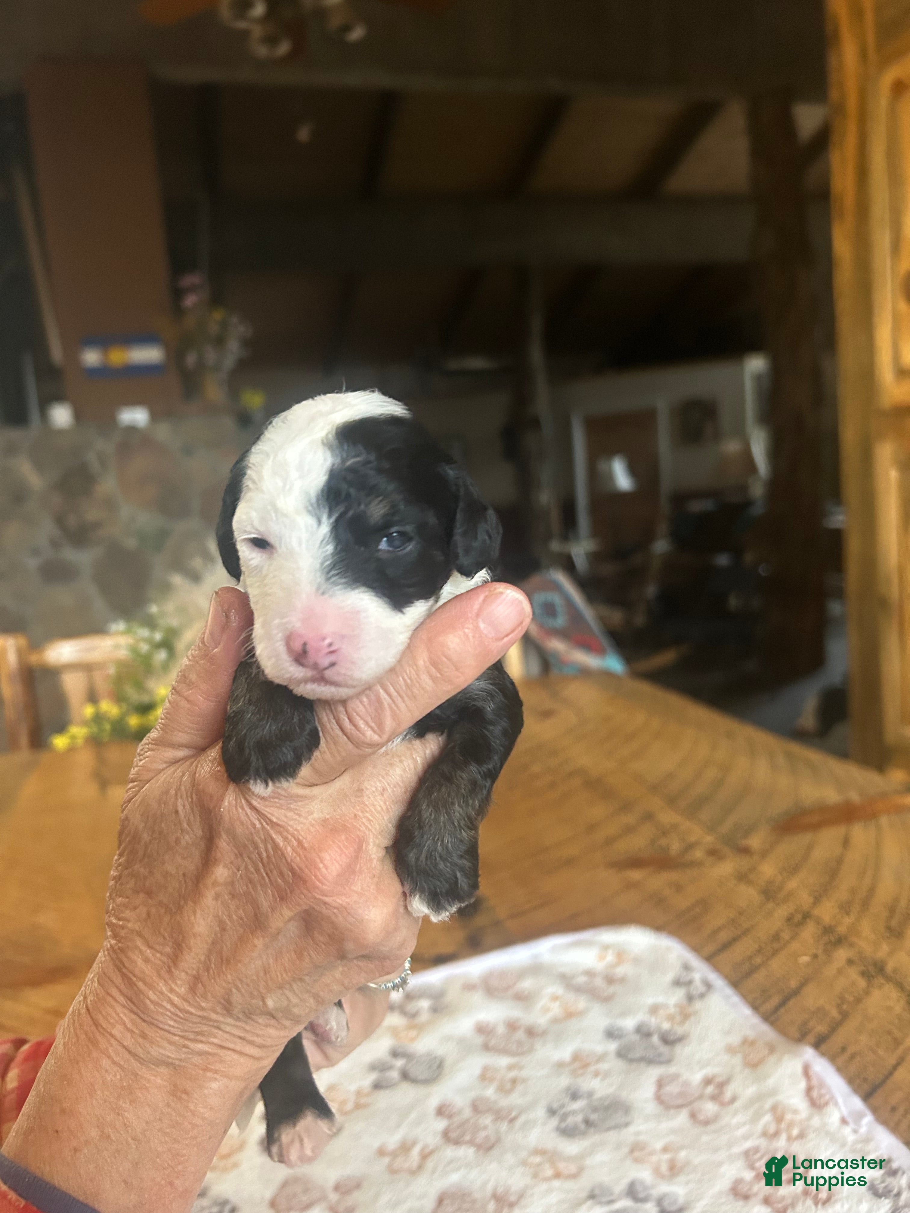 Sheepadoodle dogs Eleanor - Ad 1