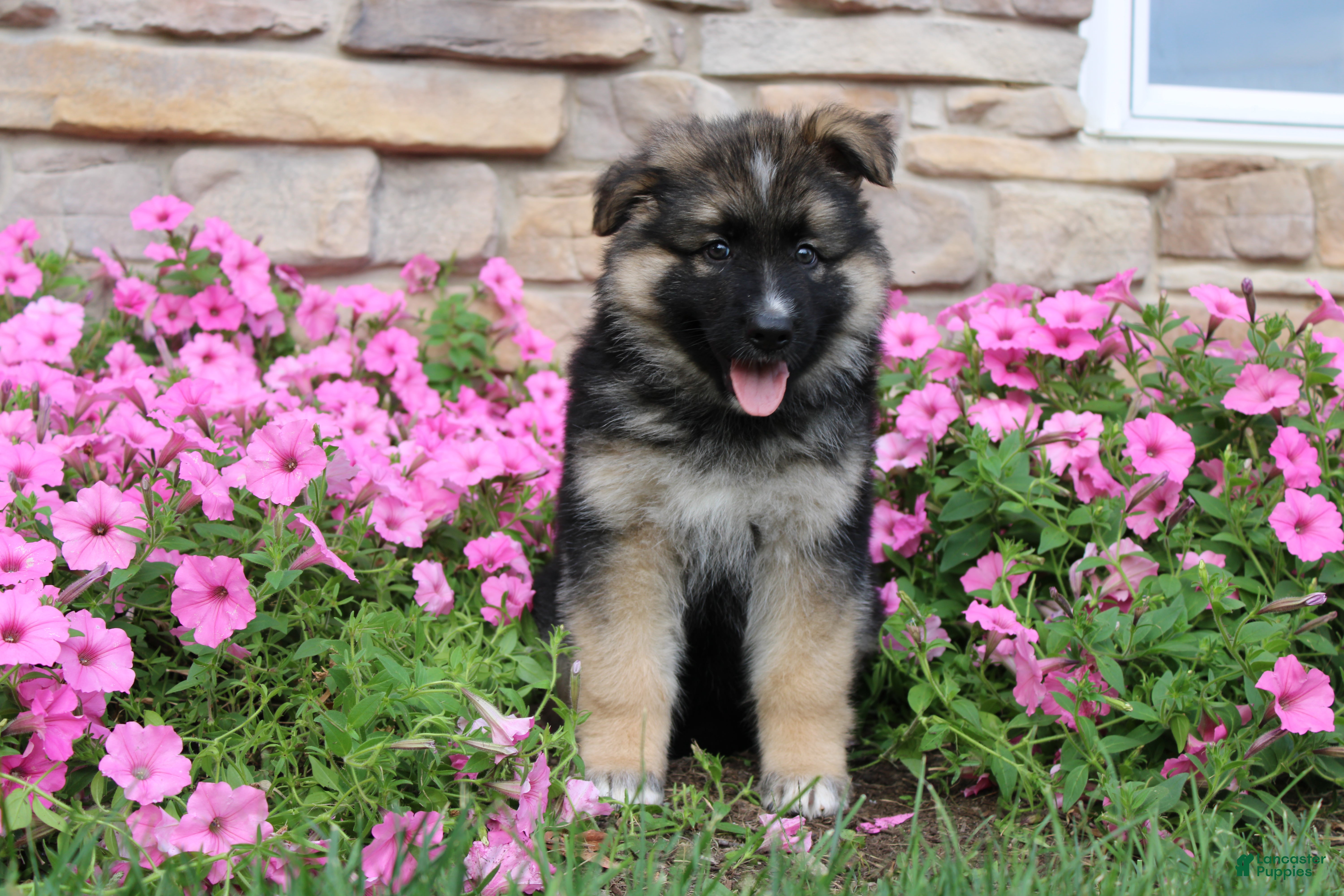 German Shepherd dogs Hunter - Ad 2