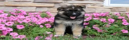 German Shepherd dogs for sale: Hunter - Ad 2