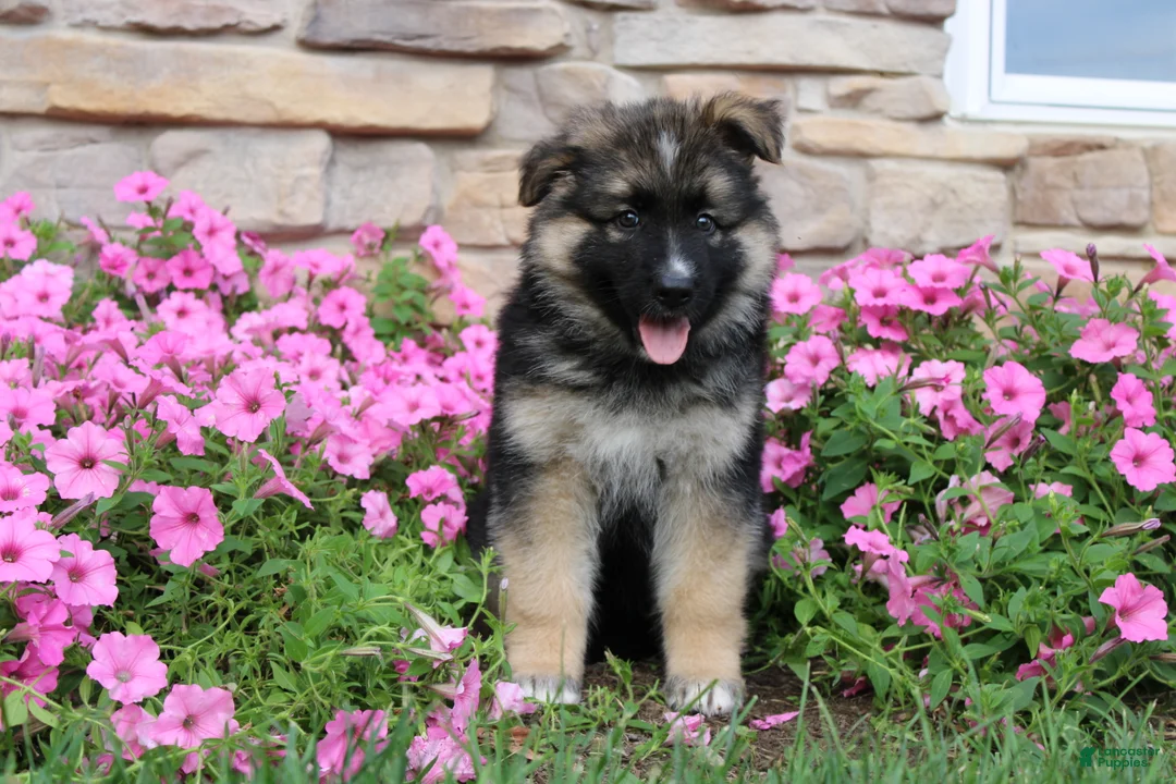 German Shepherd dogs for sale: Hunter - Ad 2