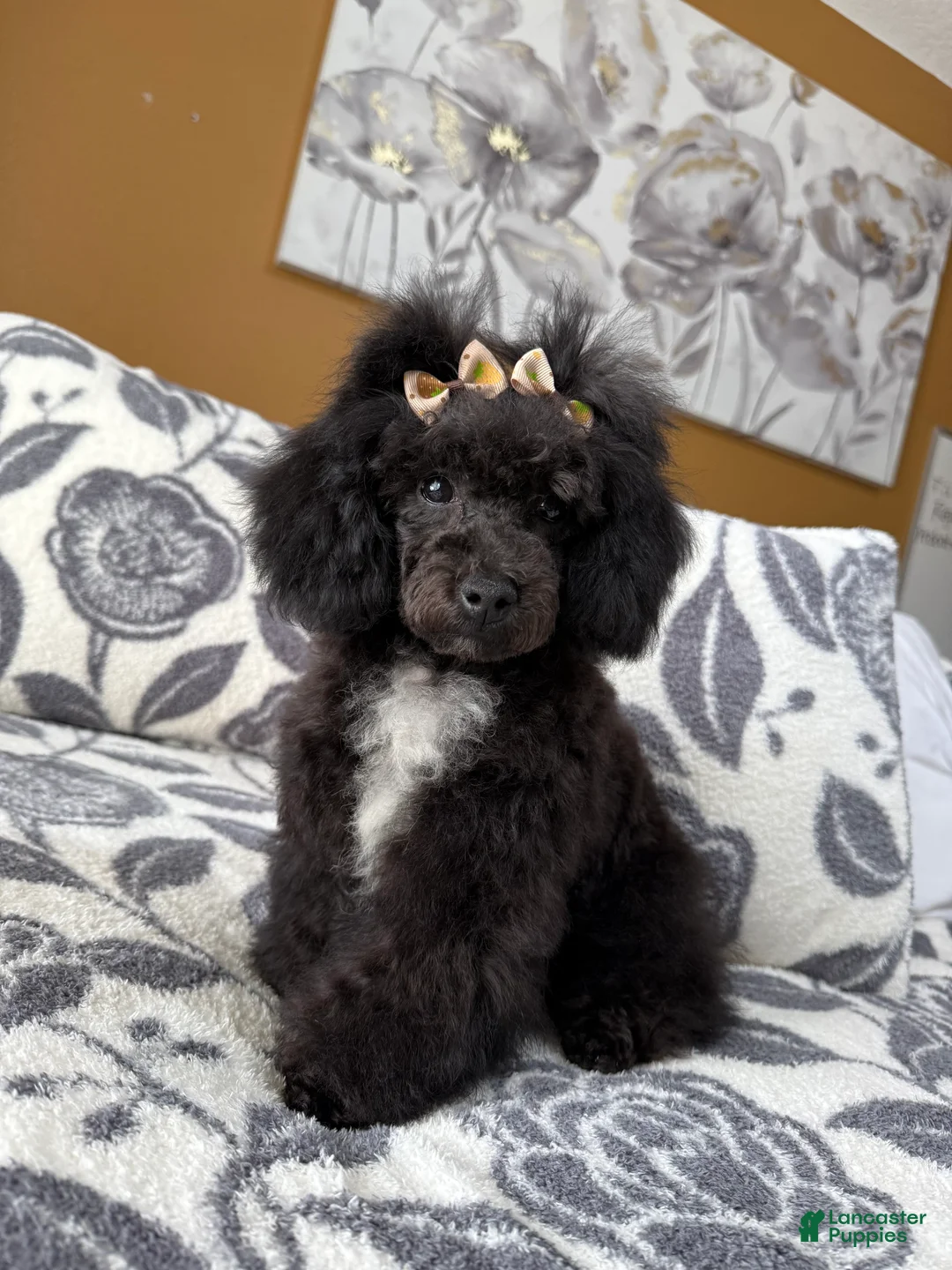 Toy Poodle dogs for sale: Daisy (teacup) - Ad 1