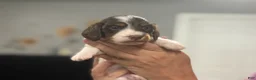 Miniature Dachshund dogs for sale: Chocolate Pie - long hair - Ad 4