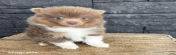 Pomeranian dogs for sale: Felix - Ad 3