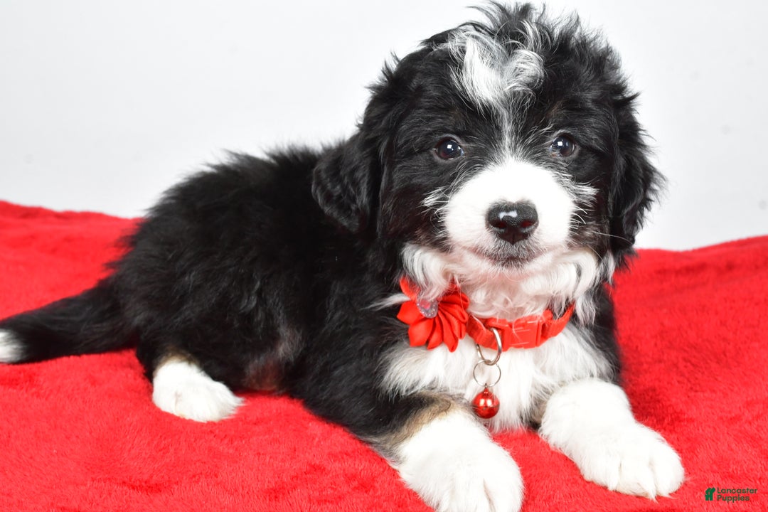 Mini Aussiedoodle dogs for sale: Gabrielle - Ad 8