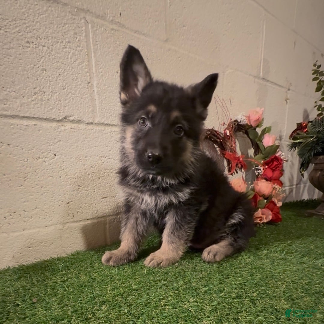 German Shepherd dogs for sale: SWAYZE - Ad 7