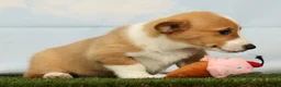 Welsh Corgi Pembroke dogs for sale: Honey - Ad 5