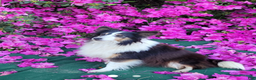 Shetland Sheepdog dogs for sale: Sweetie pie - Ad 8
