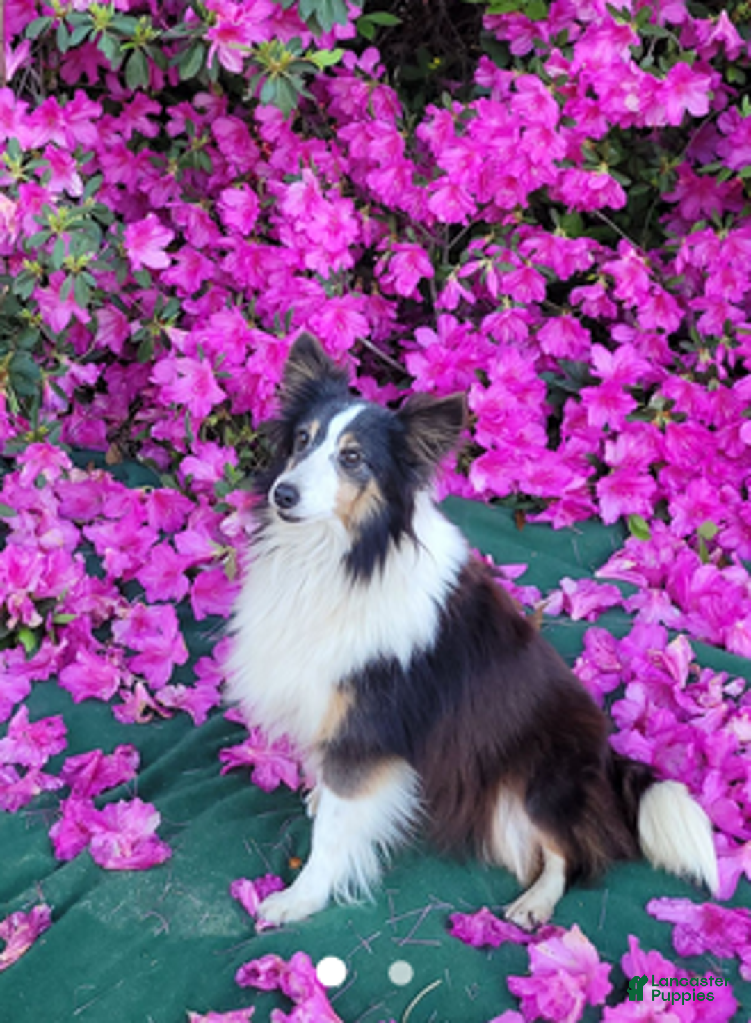 Shetland Sheepdog dogs for sale: Sweetie pie - Ad 8