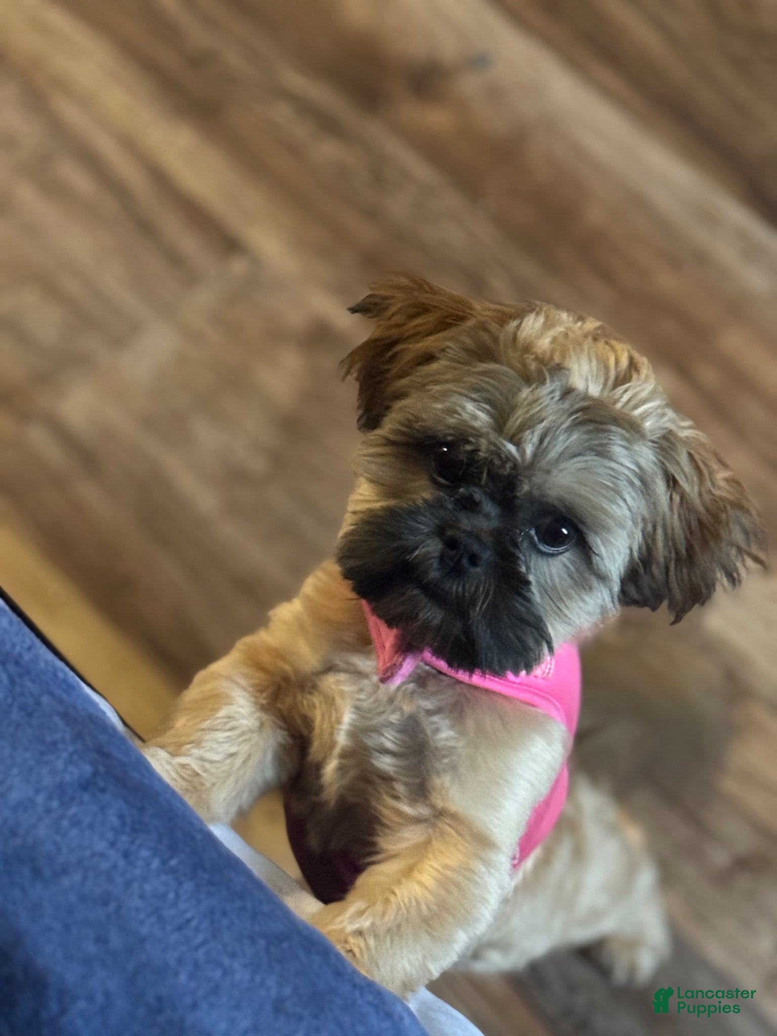 Shih Tzu dogs Shih Tzu Puppy 3 - Ad 4