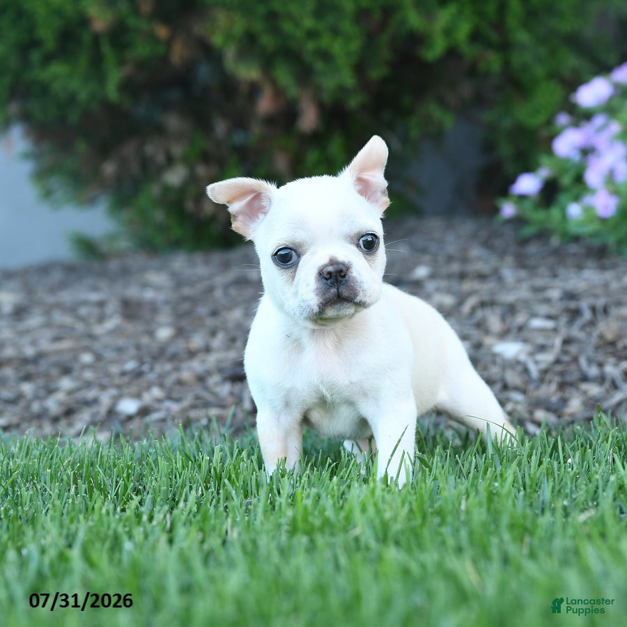 Boston Terrier dogs Lurvey - Ad 2