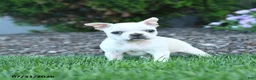 Boston Terrier dogs for sale: Lurvey - Ad 2