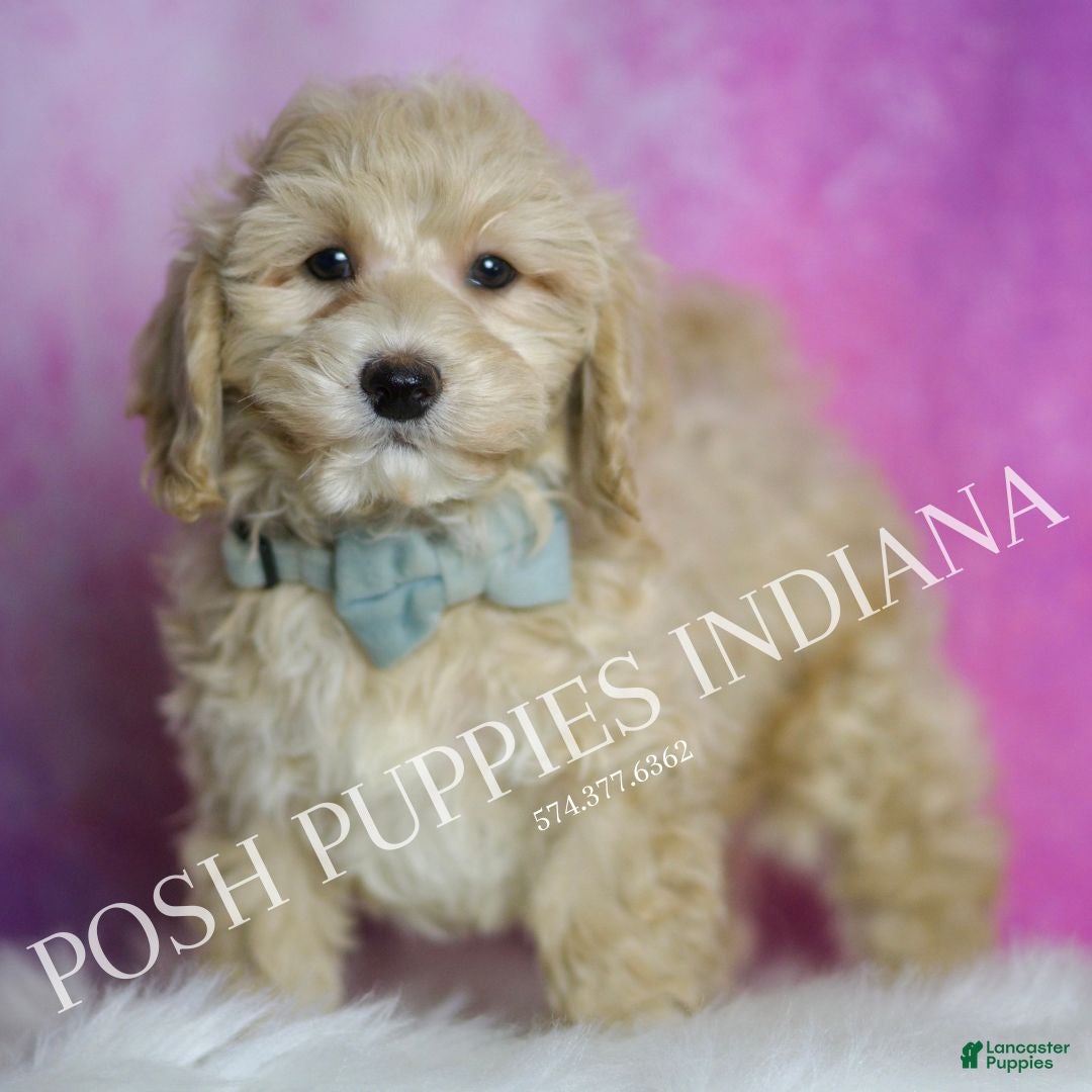 Maltipoo dogs for sale: Biscuit - Ad 1