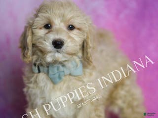 Maltipoo dogs Biscuit - Ad 27