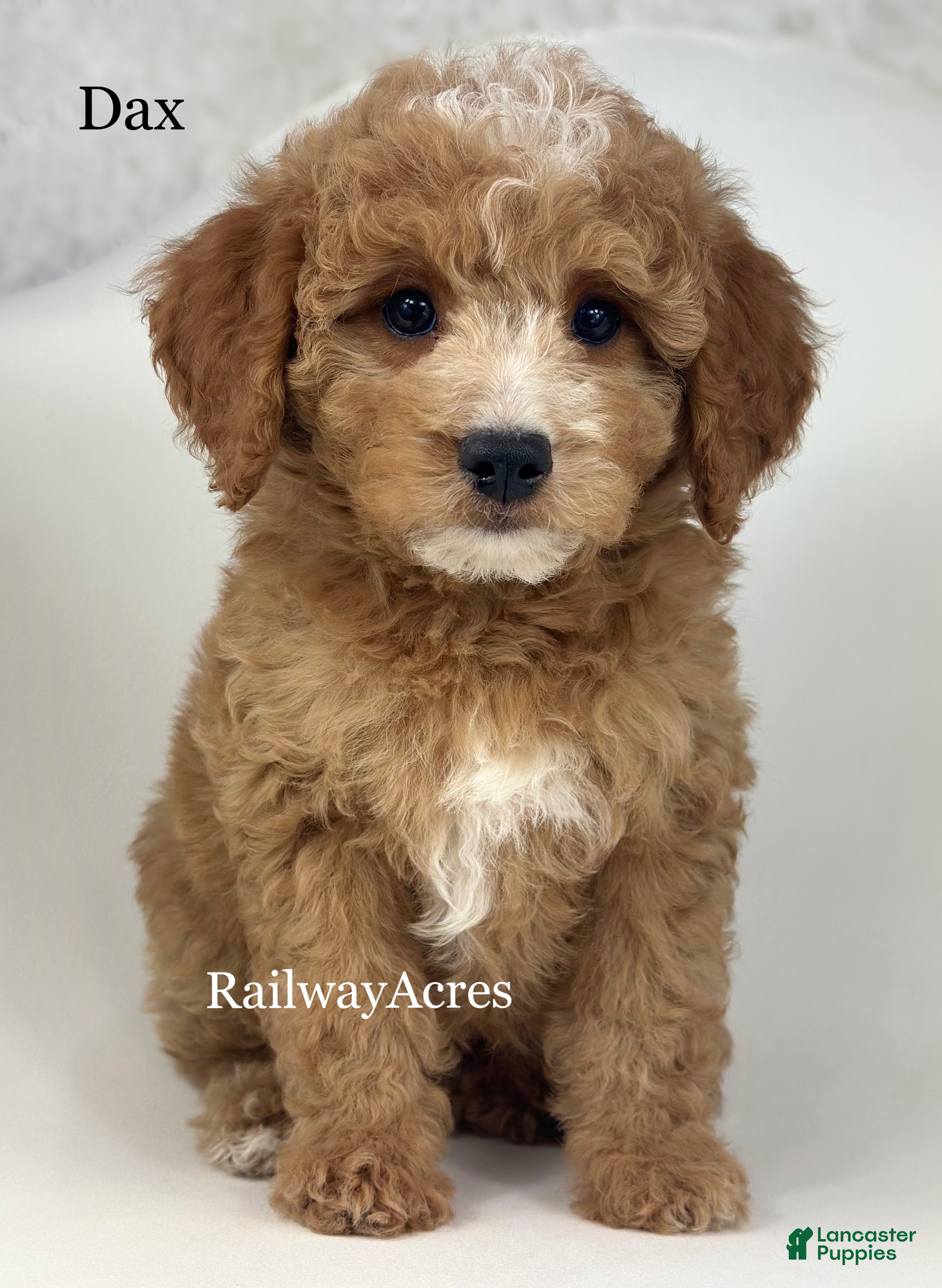 Goldendoodle dogs Dax- F1b Mini - Ad 30