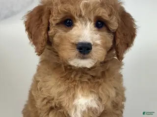 Goldendoodle dogs Dax- F1b Mini - Ad 30