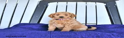 Mini Goldendoodle dogs for sale: Hazel  - Ad 3