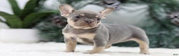 French Bulldog dogs for sale: Frieda - Ad 6