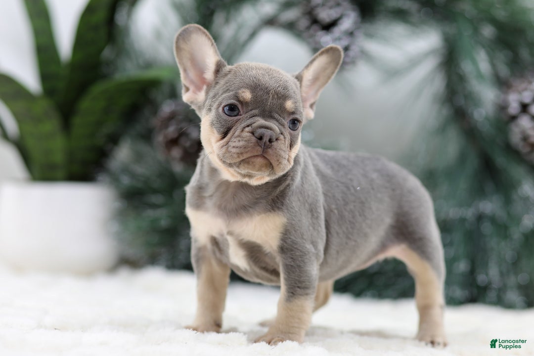French Bulldog dogs for sale: Frieda - Ad 6