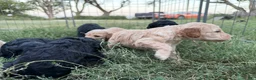 Standard Poodle dogs for sale: Standard Poodle 5 - Ad 18