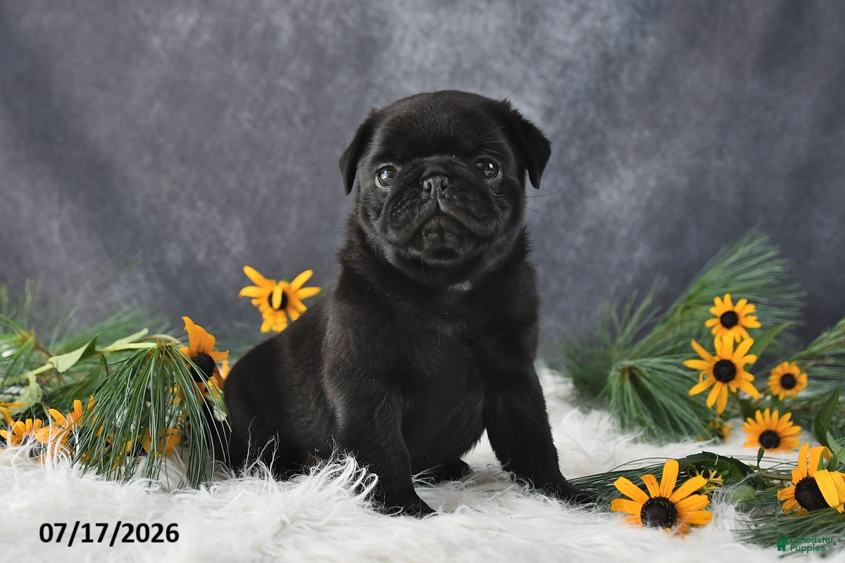 Pug dogs Kenya - Ad 1